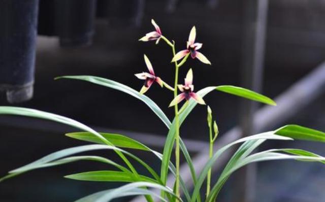 云南四川兰花,四川出产什么样的名贵兰花