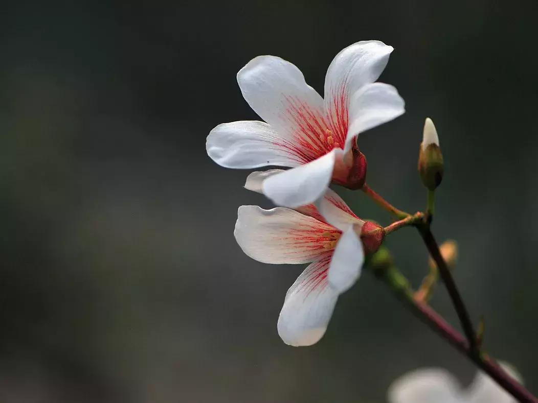 夏风吹来鸟语声,夏风吹来