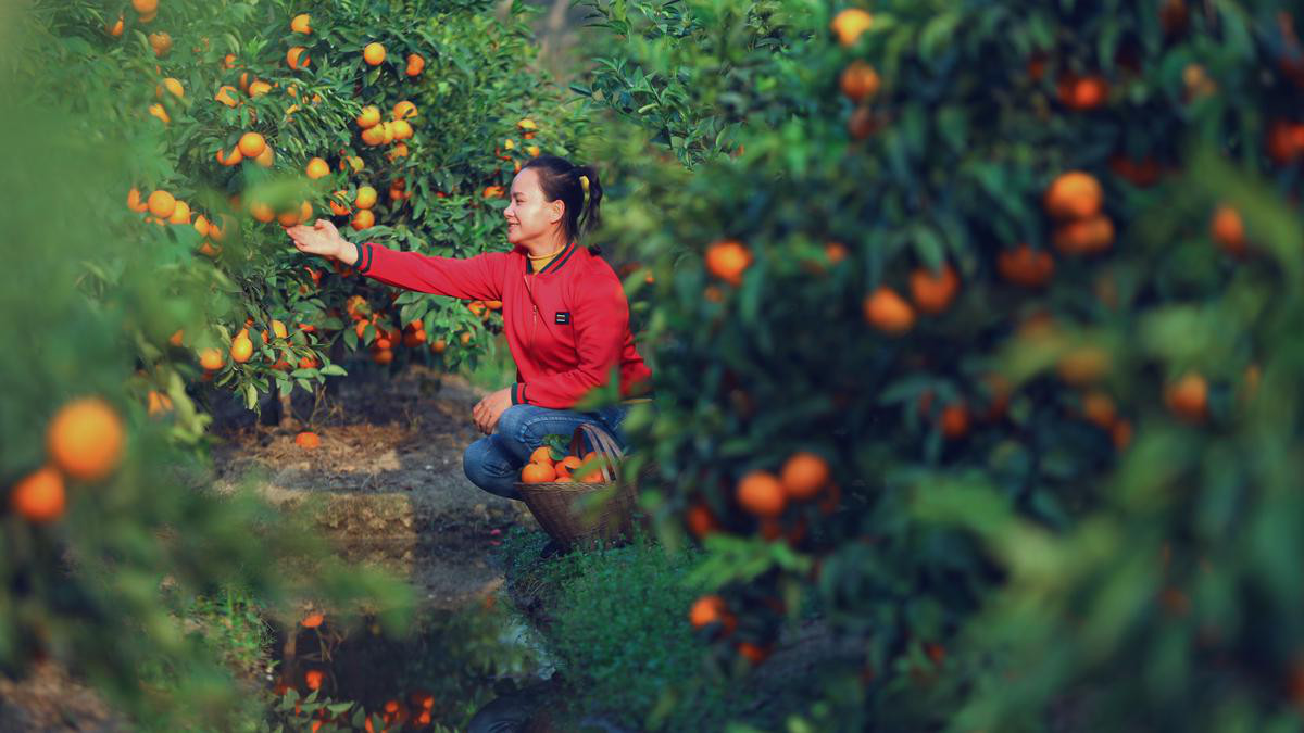 巧妇九妹这一年:卖出1200万斤山货,影响县城GDP