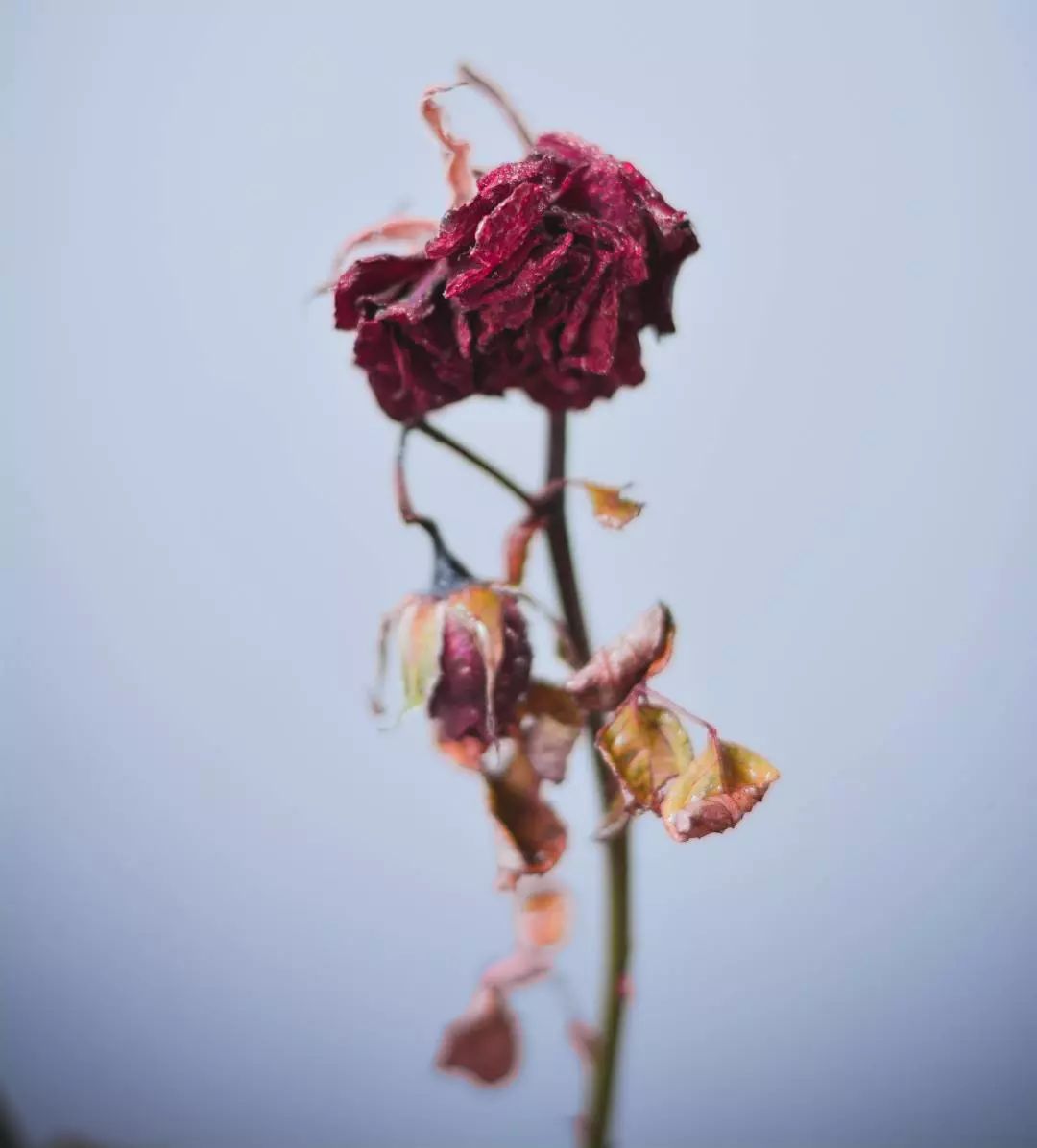 各国是怎样过愚人节的,外国人如何过愚人节