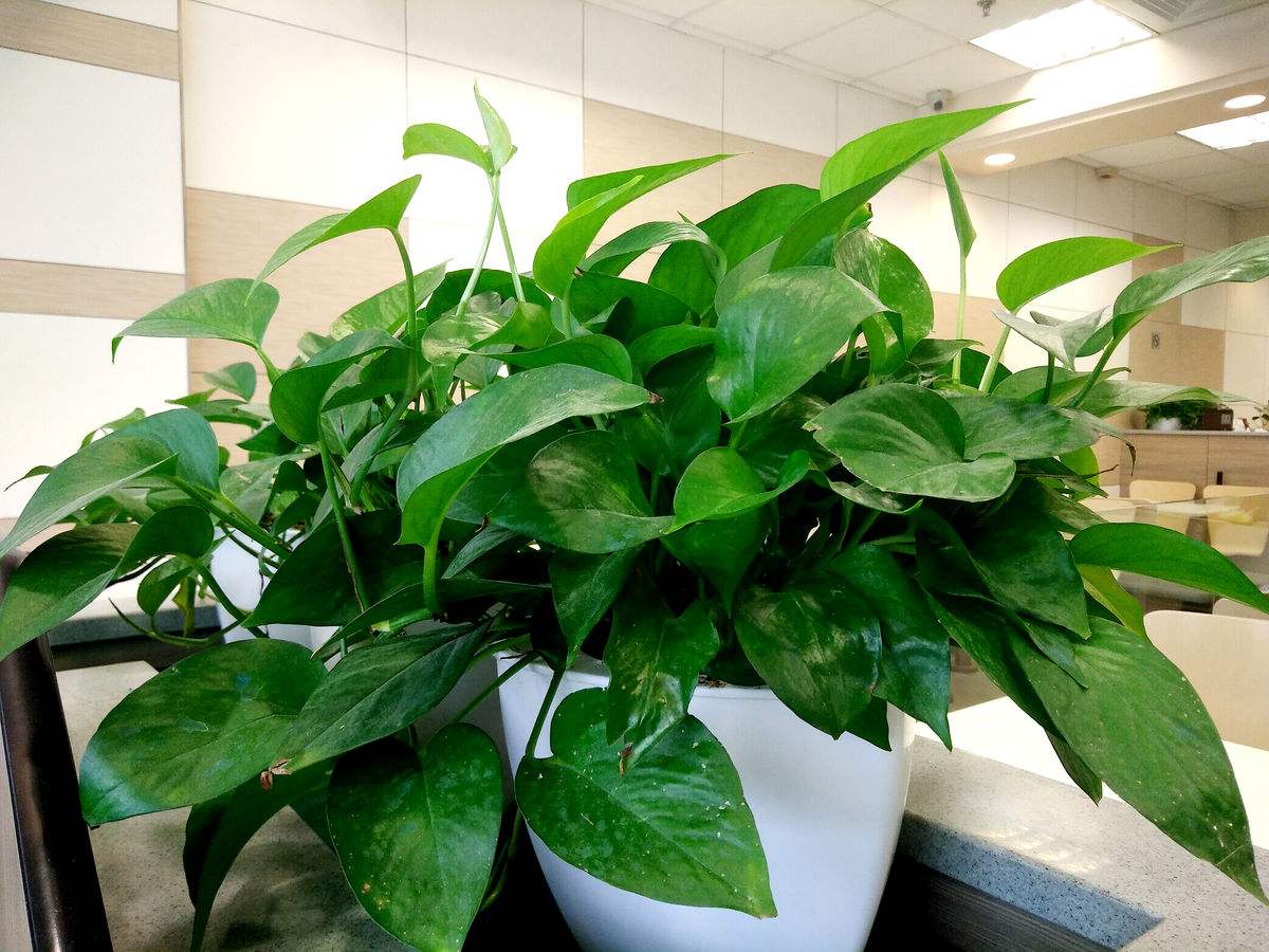 绿萝春季要黄叶,绿萝黄叶死养才能更旺盛