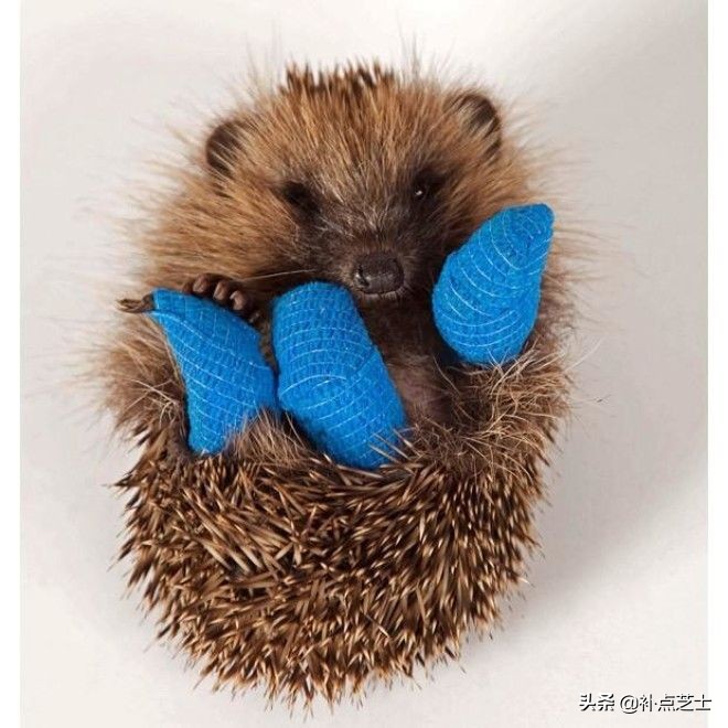 你还了解哪些关于刺猬的知识,查阅关于刺猬的资料了解他的习性