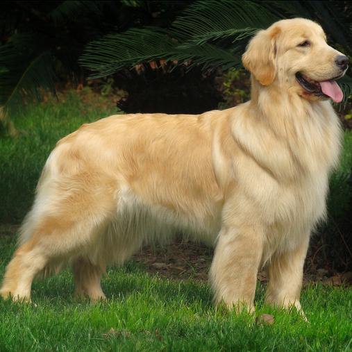 中国有什么名贵的狗,俄罗斯名贵狗价格