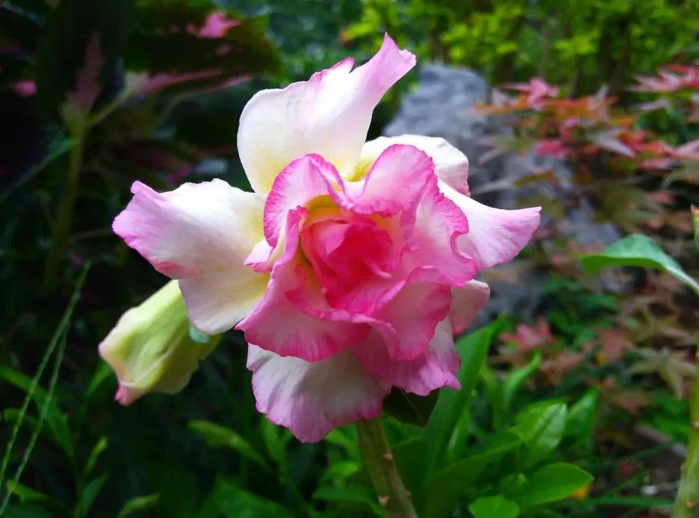 84个沙漠玫瑰品种，收起来慢慢看，待到来年春天选几种喜欢的养