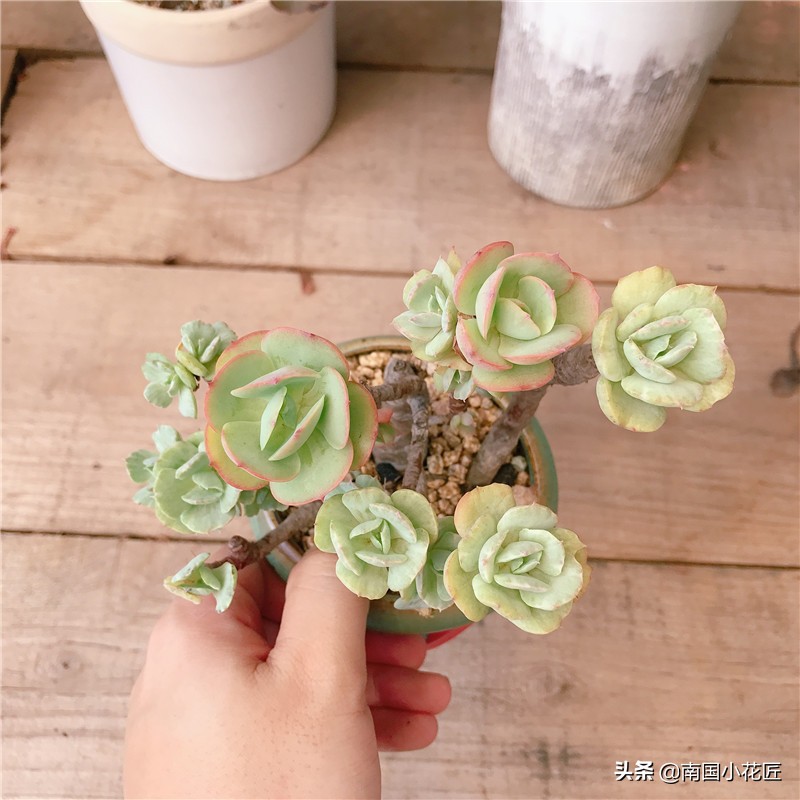 多肉白牡丹返祖,多肉返祖