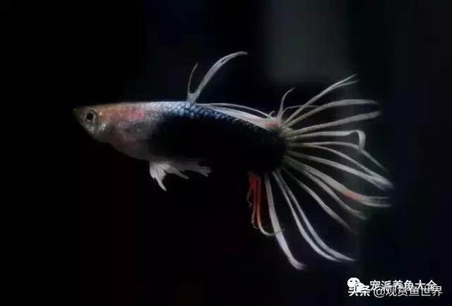 15个孔雀鱼品系图鉴绝美版,15个孔雀鱼品系图鉴