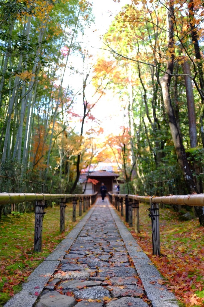 京都赏枫2022,京都赏枫必去景点有哪些好玩的