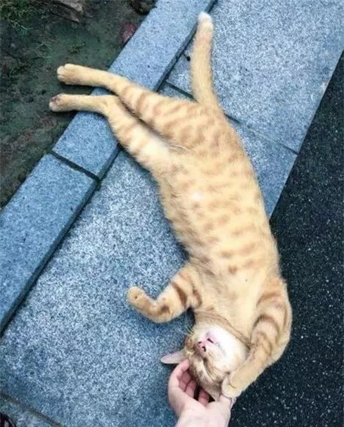 猫咪打滚=发情？又涨知识了