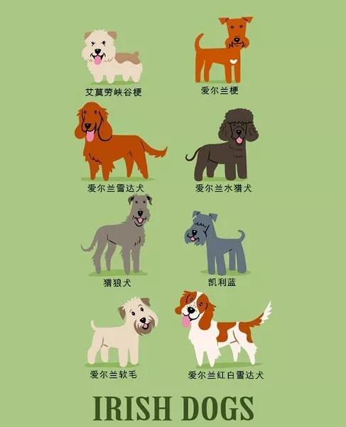 最常见狗狗品种大全及图片,中国常见的狗狗品种及图片大全