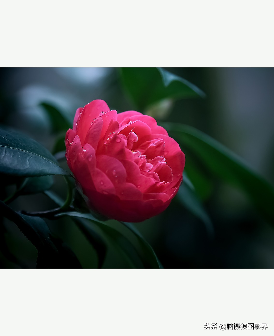 摄影虚化大光圈,佳能24-105镜头怎样拍出虚化效果