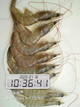 对虾黄鳃黑鳃是什么原因,对虾黄鳃防治