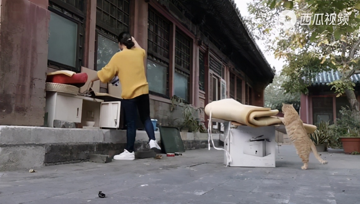 故宫宫猫的历史,故宫宫猫历史