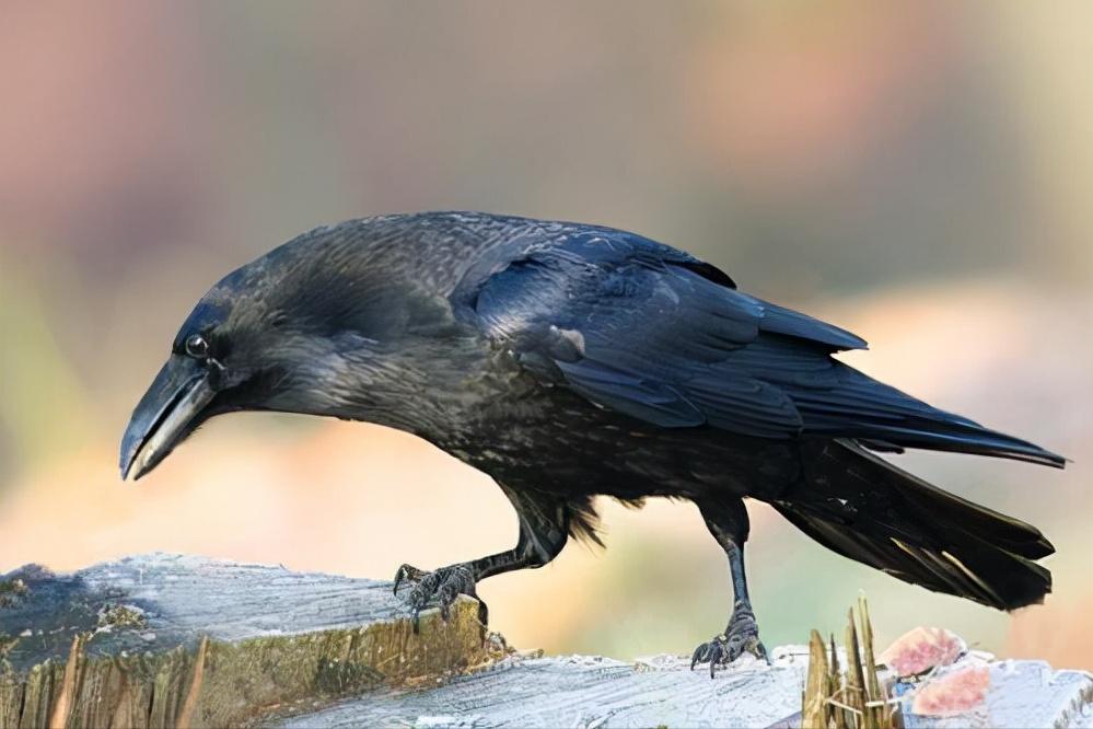 爱屋及乌成语的由来,你是怎么看待爱屋及乌这个成语