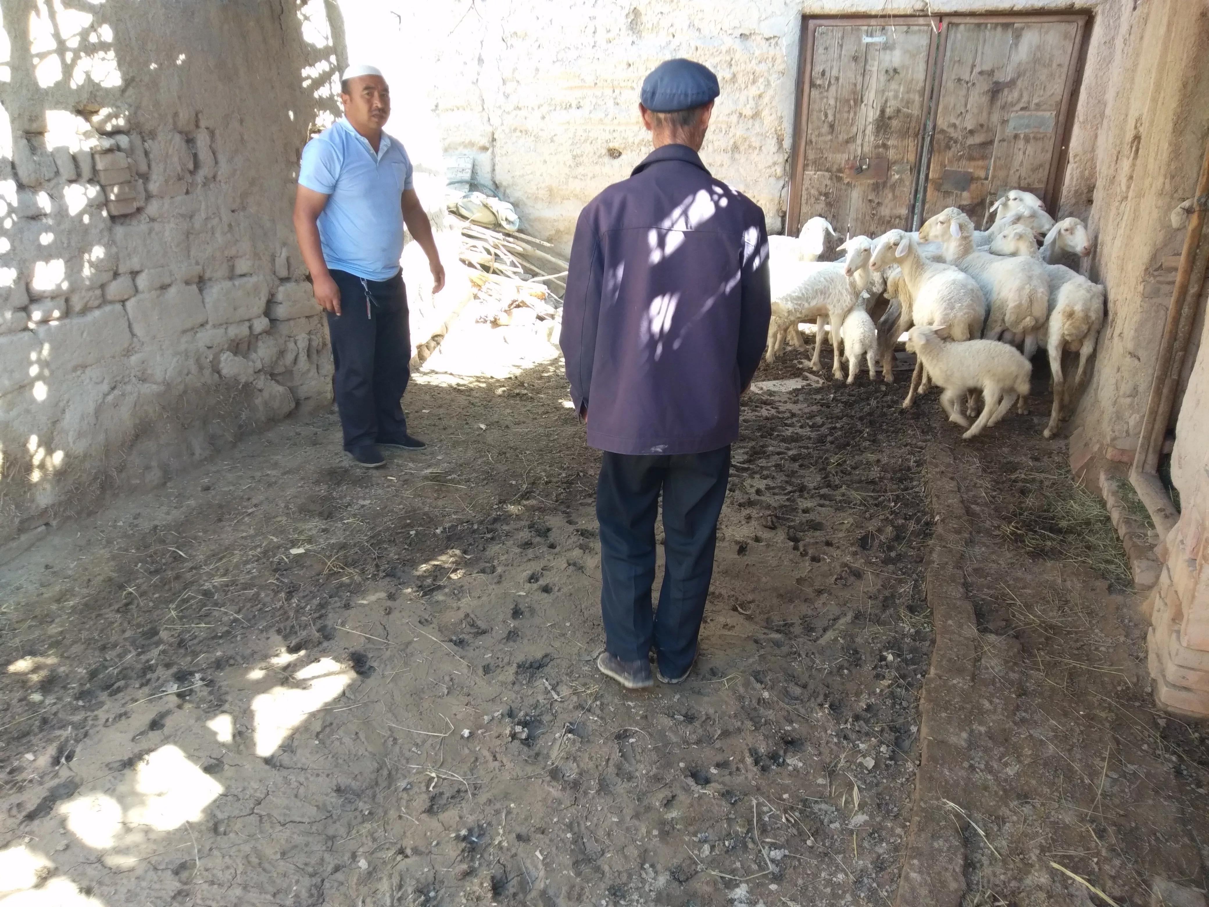 再谈年收益,养羊的利润与成本真实笔记