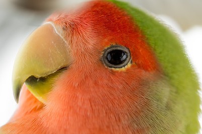 普兰牡丹鹦鹉是头类还是面类,面类牡丹和头面牡丹鹦鹉如何区分