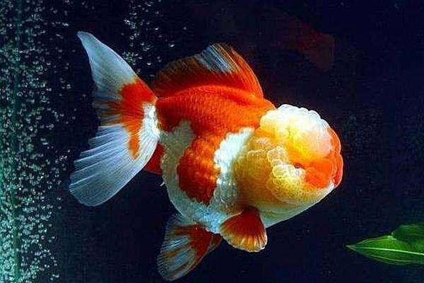 冷水鱼怎么养才能养好鱼,养冷水鱼怎么保持水质