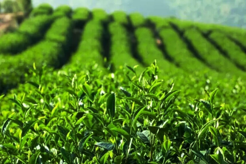 醋解酒最快最有效的方法,揭秘那些骗了我们多年的解酒方法