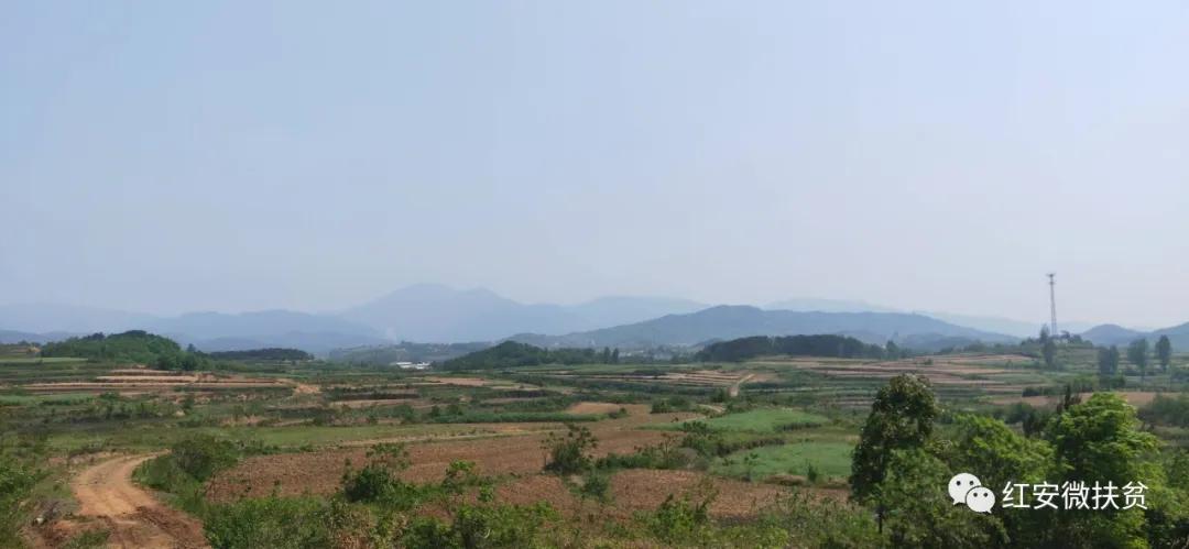 海报｜南京“小洋金菊”落户湖北红安助力脱贫攻坚