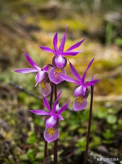 布袋兰花品种图片大全,我国特有的单种属珍稀濒危兰花