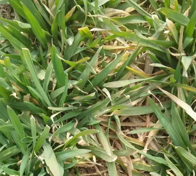 小麦缺肥发黄怎么办,小麦根发黄是什么病