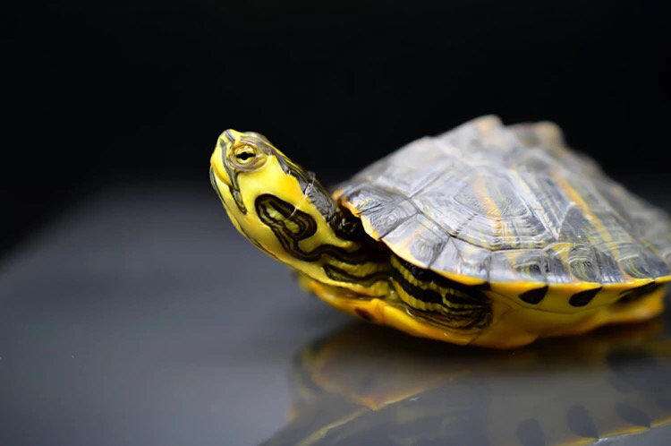 巴西龟的兄弟,巴西龟的辨认方法