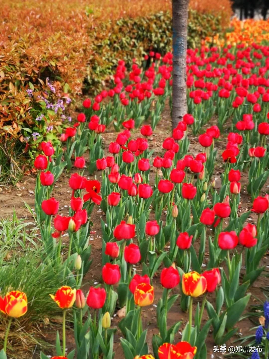 有序开放室内景区,有序开放的公园