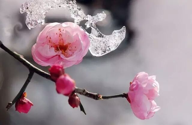 一朝春满暗香来——月溶溶《月华水光》词集