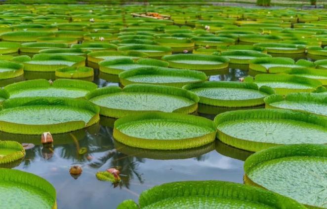 博悦旅游,云南西双版纳博悦