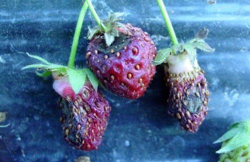 草莓苗枯芽病,草莓芽枯病视频