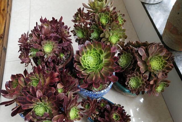 夏天怎么养多肉才能养好,夏天如何养多肉植物视频