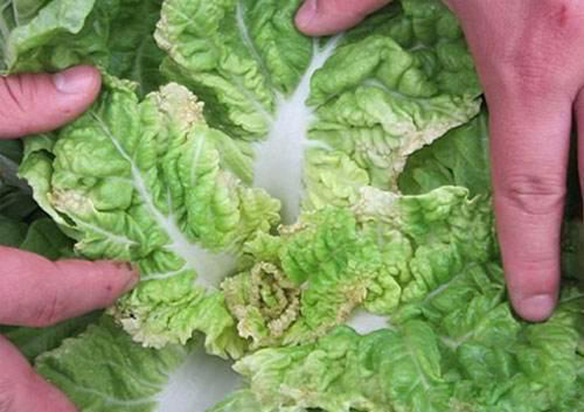 菜心烂心是何原因如何处理,大白菜心烂了怎么回事