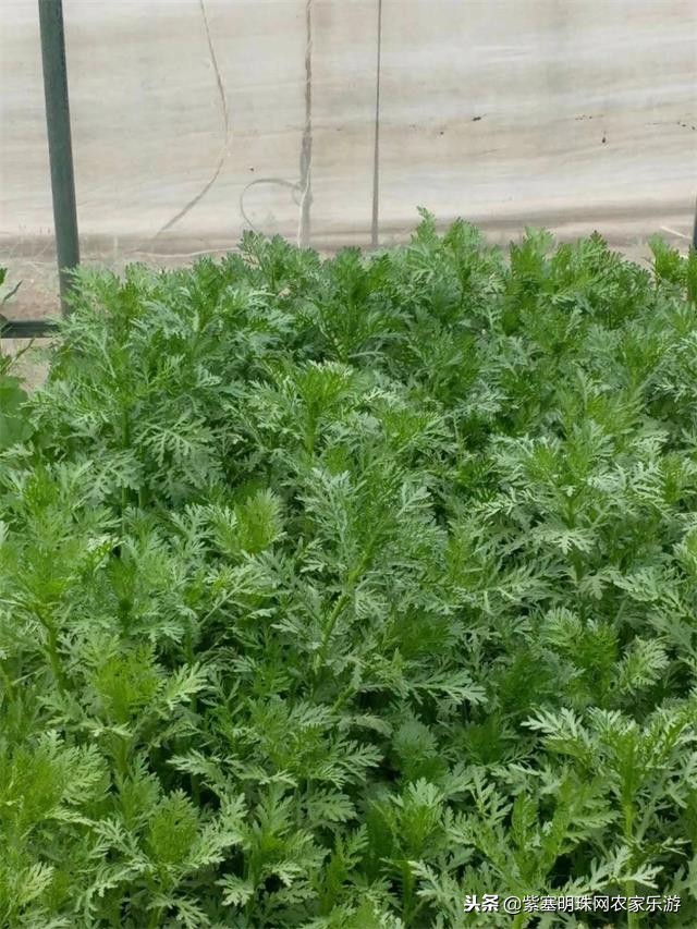 白河湾徐军虎农家院,白河湾徐春宝农家院