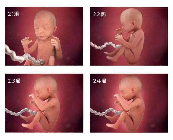 孕21周胎宝发育情况,你知道怀孕多久胎宝发育成熟吗