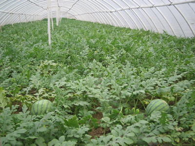 西瓜枯萎病根腐病怎么治,西瓜菌核病图片大全