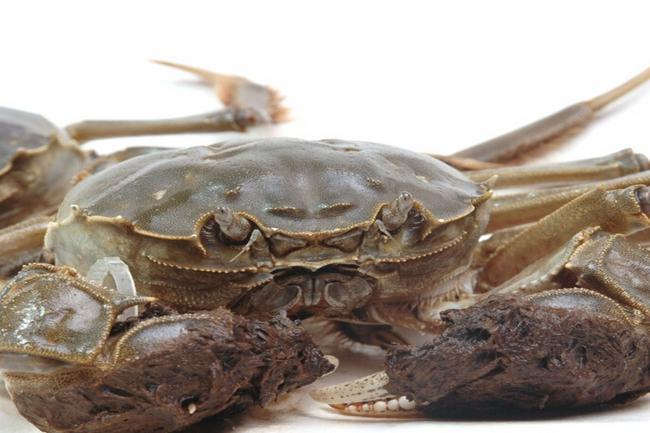 大闸蟹挑选小技巧和方法,大闸蟹怎么挑选最肥的