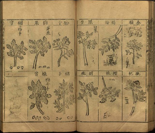 本草纲目中插图是李时珍画的吗,本草纲目李时珍插图