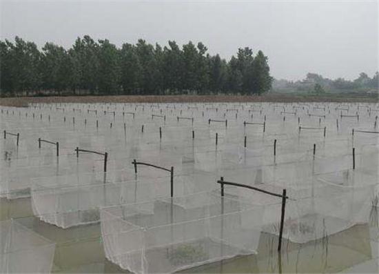 旱田莲藕泥鳅黄鳝套养技术视频,黄鳝泥鳅套养视频