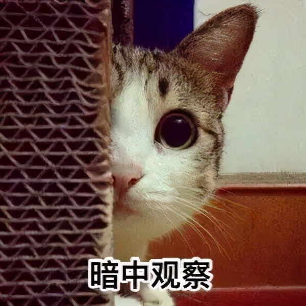 猫丢了三天回来变乖了吗,猫被丢弃后回来就乖了的故事