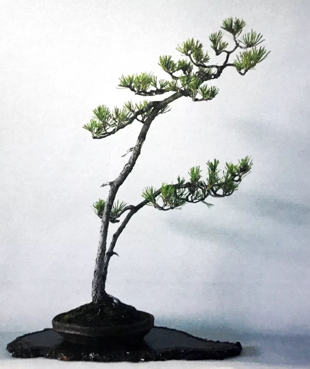一千元一棵的黑松盆景,1000元左右黑松盆景