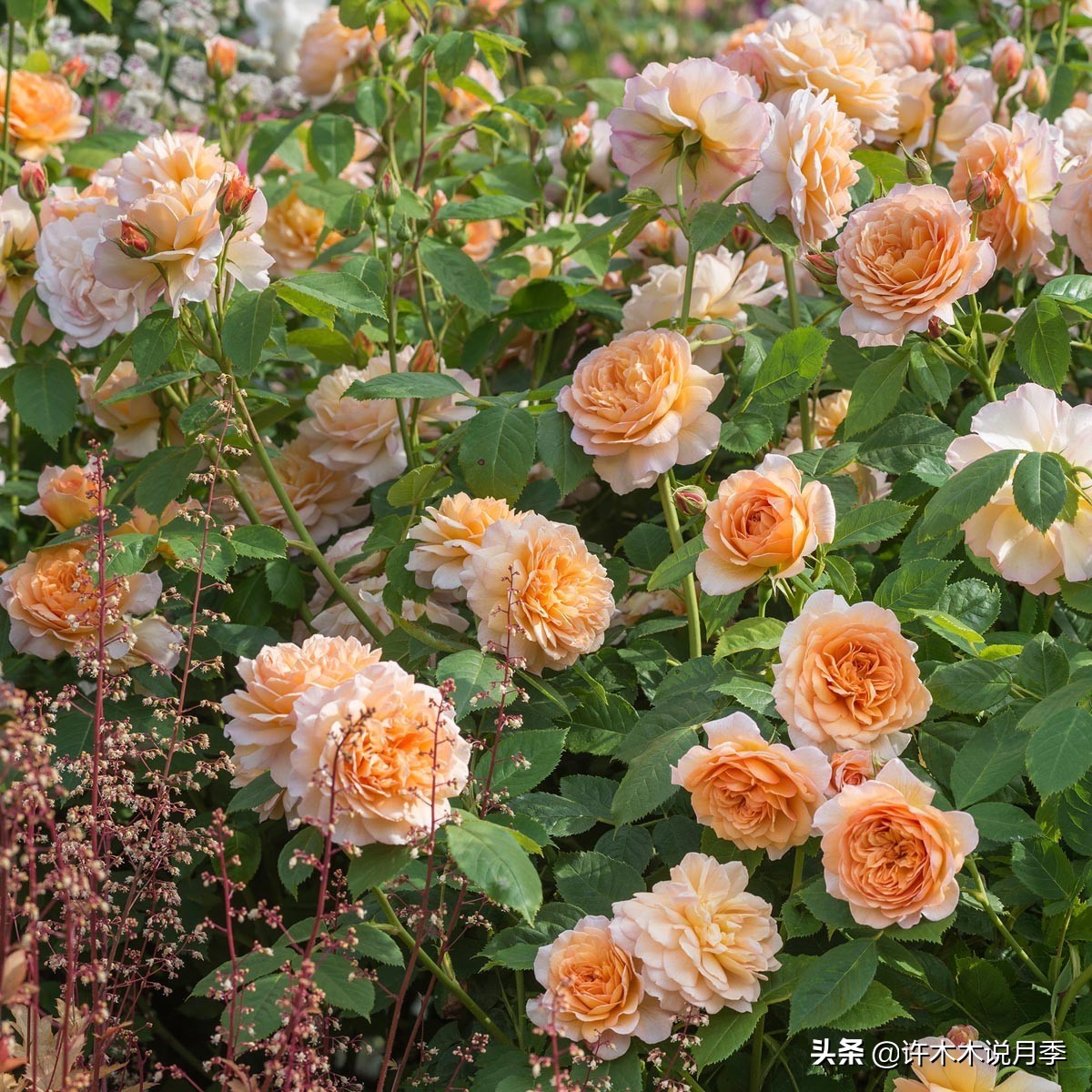 月季不停掉叶子怎么办？教你一招，光杆月季也能重新发芽开花。