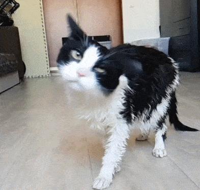 新手养猫,必备清单|拒交智商税