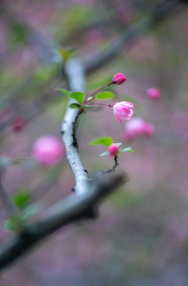 泡菜推荐购买甜辣,泡菜买什么牌子的好