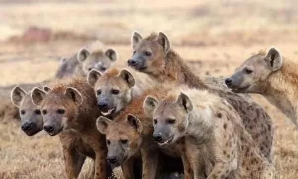 平头哥和鬣狗最惨大战,平头哥大战鬣狗真实视频