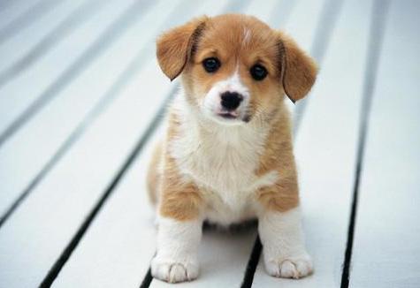 狗狗太怕铲屎官该怎么办,狗狗坚决不想走路跟铲屎官杠到底