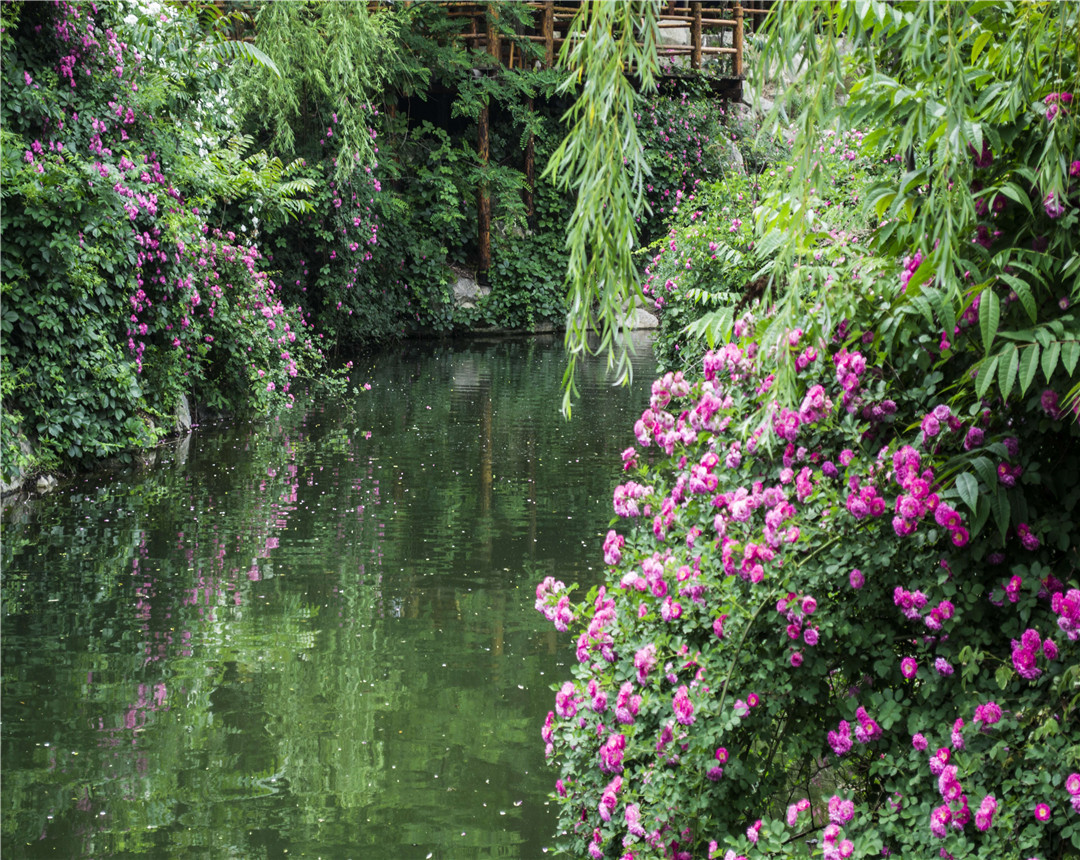 蔷薇花春季怎么养护,蔷薇花的养护和施肥方法