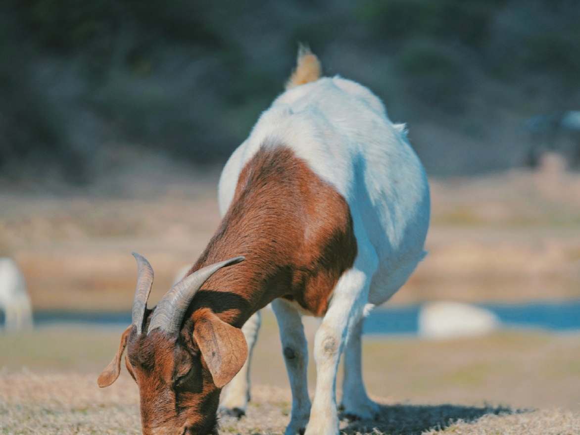 南昌这个小草原，可以近距离接触羊群，被称为“小呼伦贝尔”