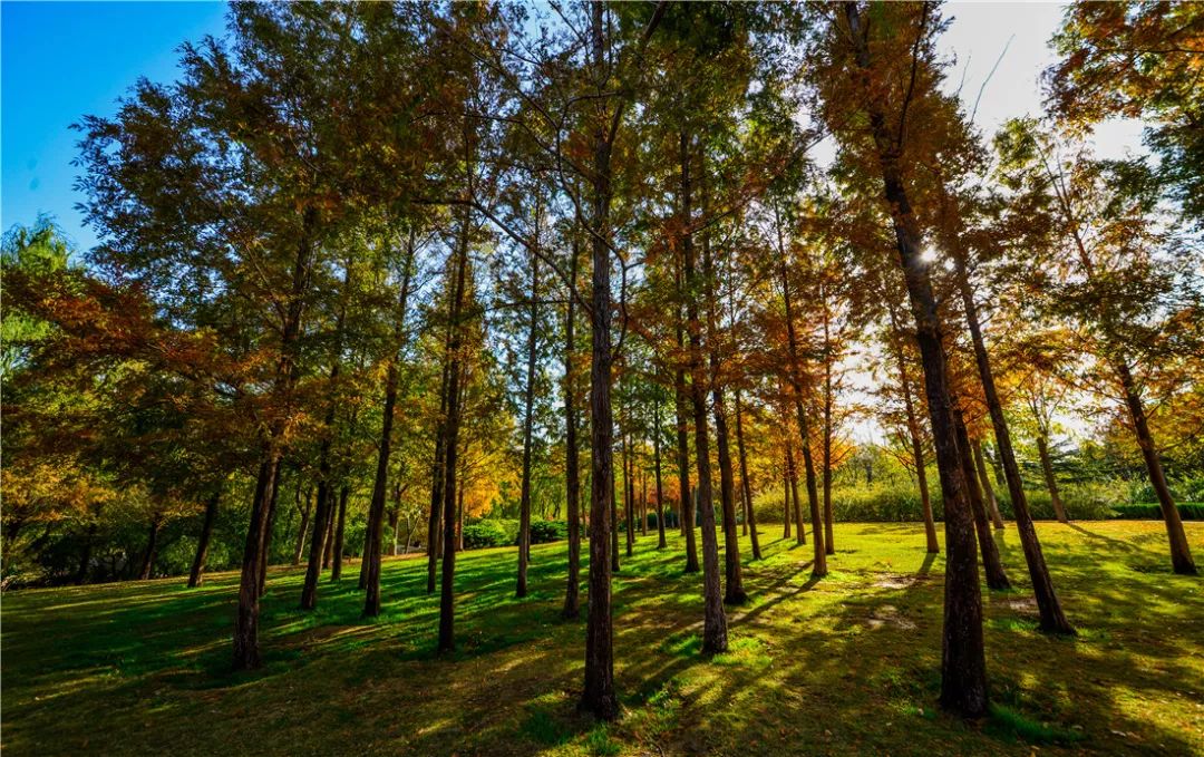 夏日好去处济南森林公园,济南森林公园雪景
