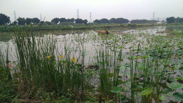 中山崖口美食推荐,崖口村煲仔饭云吞团购
