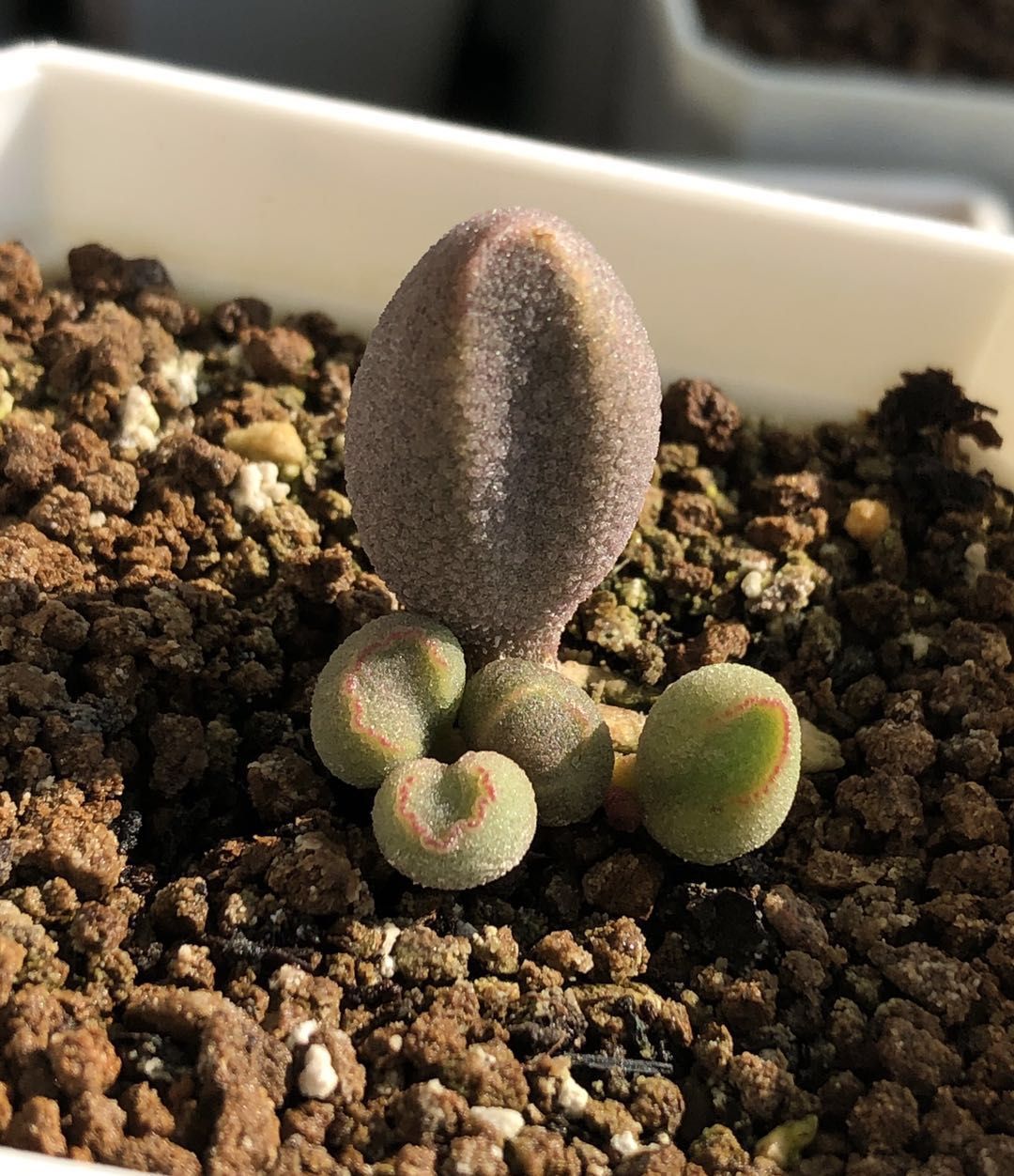 水泡多肉大全,水泡多肉叶片发焉