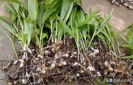 农作物小作坊创业项目,现在农村做什么种植最赚钱最稳